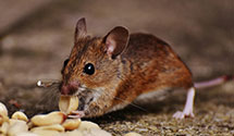 24 Hour & Emergency Exterminators in Rushland, PA